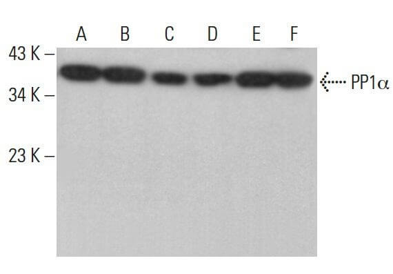 【セール 登場から人気沸騰】 pp1alpha-antibody-g-4-western- コスプレ衣装