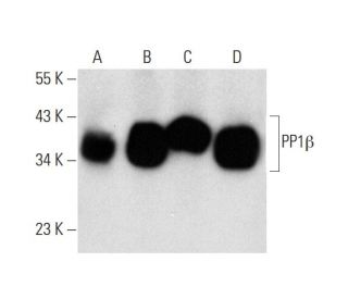 PP1&beta; Antibody (A-6) - Western Blotting - Image 143551 