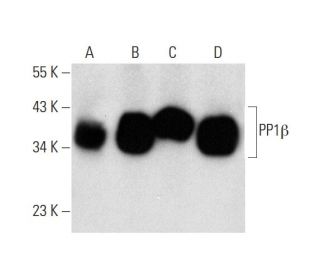 western blotting image from recommended PP1&beta; (A-6) monoclonal antibody replacement. Image 143551