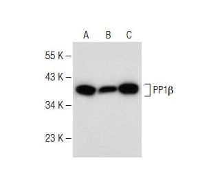 PP1&beta; Antibody (C-5) - Western Blotting - Image 147893 