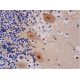 PP1β Antibody (D-11) - Immunohistochemistry - Image 293311 