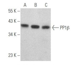 PP1&beta; Antibody (G-4) - Western Blotting - Image 356749 