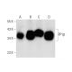 This polyclonal antibody has been discontinued. See our recommended <a href="pp1beta-antibody-a-6">PP1β (A-6)</a> monoclonal antibody (sample data shown). western blotting image from recommended PP1β (A-6) monoclonal antibody replacement. Image 143551