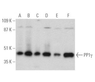 PP1γ Antibody (E-4) - Western Blotting - Image 390949