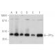 PP1γ Antibody (E-4) - Western Blotting - Image 390949 