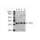PP1γ Antibody (E-4) - Western Blotting - Image 392593