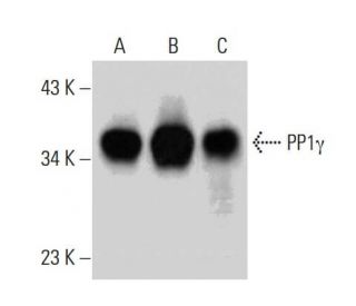 western blotting image from recommended PP1&gamma; (E-4) monoclonal antibody replacement. Image 383894