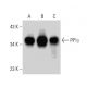 western blotting image from recommended PP1γ (E-4) monoclonal antibody replacement. Image 383894