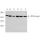 PP2A-Aα/β Antibody (4C10) - Western Blotting - Image 368602 