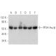 PP2A-Aα/β Antibody (A-5) - Western Blotting - Image 370484 