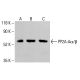 PP2A-Aα/β Antibody (A-5) - Western Blotting - Image 413354