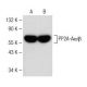 PP2A-Aα/β Antibody (B-1) - Western Blotting - Image 149624 