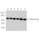 PP2A-Aα/β Antibody (B-1) - Western Blotting - Image 370485 