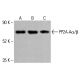 PP2A-Aα/β Antibody (B-1) - Western Blotting - Image 414546