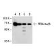 PP2A-Aα/β Antibody (H-11) - Western Blotting - Image 30301 