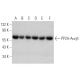 PP2A-Aα/β Antibody (H-11) - Western Blotting - Image 370483 