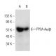 PP2A-Aα/β Antibody (H-2) - Western Blotting - Image 146576 