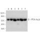 PP2A-Aα/β Antibody (H-2) - Western Blotting - Image 370486 