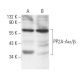 western blotting image from recommended PP2A-Aα/β (4G7) monoclonal antibody replacement. Image 2306