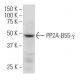 PP2A-B55-γ Antibody (OS-5) - Western Blotting - Image 33790