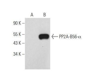 PP2A-B56-α Antibody (F-4) - Western Blotting - Image 131270
