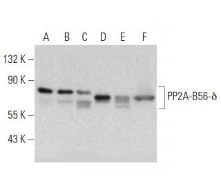 PP2A-B56-&delta; Antibody (H-11) - Western Blotting - Image 358616 