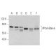 PP2A-B56-δ Antibody (H-11) - Western Blotting - Image 358616 