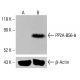 PP2A-B56-δ Antibody (H-11) - Western Blotting - Image 413974
