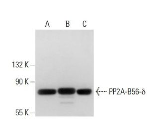 PP2A-B56-&delta; Antibody (H5D12) - Western Blotting - Image 305975 