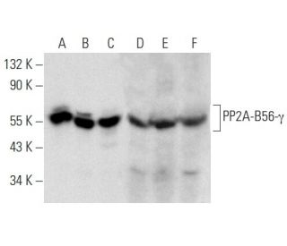 PP2A-B56-&gamma; Antibody (A-11) - Western Blotting - Image 357305 