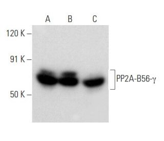 PP2A-B56-Î3 Antibody (E-6): sc-374380