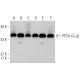 western blotting image from recommended PP2A-Cα/β (1D6) monoclonal antibody replacement. Image 368015