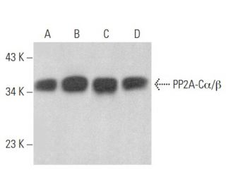 PP2A-C&alpha;/&beta; Antibody (G-4) - Western Blotting - Image 354542 