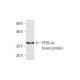 PP2B-Aγ Antibody (4D1) - Western Blotting - Image 348573