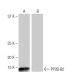PP2B-B2 Antibody (MH-94) - Western Blotting - Image 65039