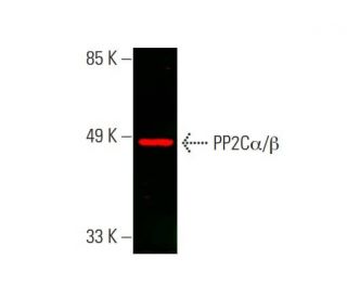 PP2C&alpha;/&beta; Antibody (D-8) - Western Blotting - Image 387624 