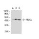 PP2Cα Antibody (6D708) - Western Blotting - Image 30020 