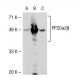 PP2Cα Antibody (6D708) - Western Blotting - Image 38711