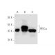 PP2Cα Antibody (6D708) - Western Blotting - Image 56333 