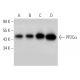 PP2Cα Antibody (7F12) - Western Blotting - Image 368290 