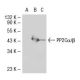 PP2Cα Antibody (p6c7) - Western Blotting - Image 38709 