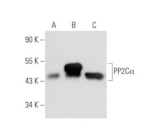 PP2C&alpha; Antibody (p6c7) - Western Blotting - Image 56331 