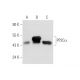 PP2Cα Antibody (p6c7) - Western Blotting - Image 56331 