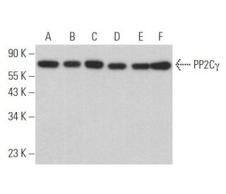PP2C&gamma; Antibody (D-7) - Western Blotting - Image 372546 