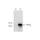 PP2Cγ Antibody (G-11) - Western Blotting - Image 291857