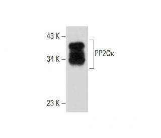 PP2C&kappa; Antibody (E-3) - Western Blotting - Image 333581 