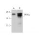 PP2Cκ Antibody (E-3) - Western Blotting - Image 375957