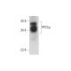 PP2Cκ Antibody (E-8) - Western Blotting - Image 333580