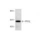 PP2Cζ Antibody (C-4) - Western Blotting - Image 286904
