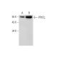 PP2Cζ Antibody (C-4) - Western Blotting - Image 296087 